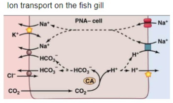 <ul><li><p>maintenance of a relatively constant [inorganic ion] in the blood plasma</p></li><li><p>each ion has specific physiological controls</p></li></ul><p></p>