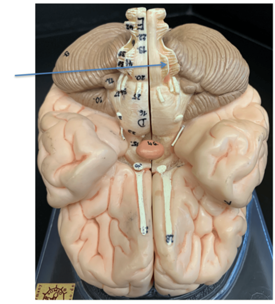 <p>Give the Cranial Nerve number, name &amp; function</p>