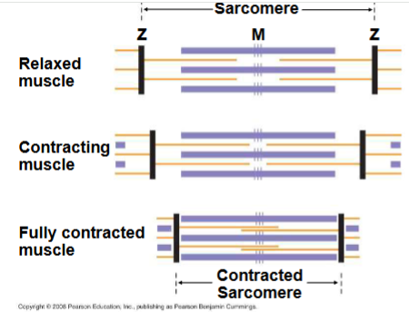 <p>Filaments slide past each other longitudinally, producing more overlap between thin and thick filaments. For a muscle to contract, myosin-binding sites must be uncovered, when Ca2+ binds to a set of regulatory proteins called the troponin complex. Muscles contract when concentration of Ca2+ is high, stops when Ca2+ is low.</p>