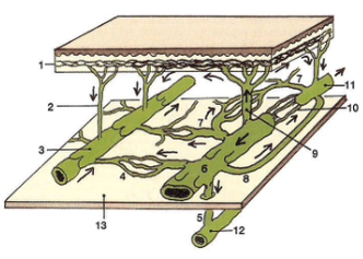 <p>connect the lymphatic capillaries to the lymphatic collectors; minimal absorption of fluid</p><ul><li><p>valves prevent backflow</p></li><li><p>smooth mms for transport</p></li></ul><p></p>
