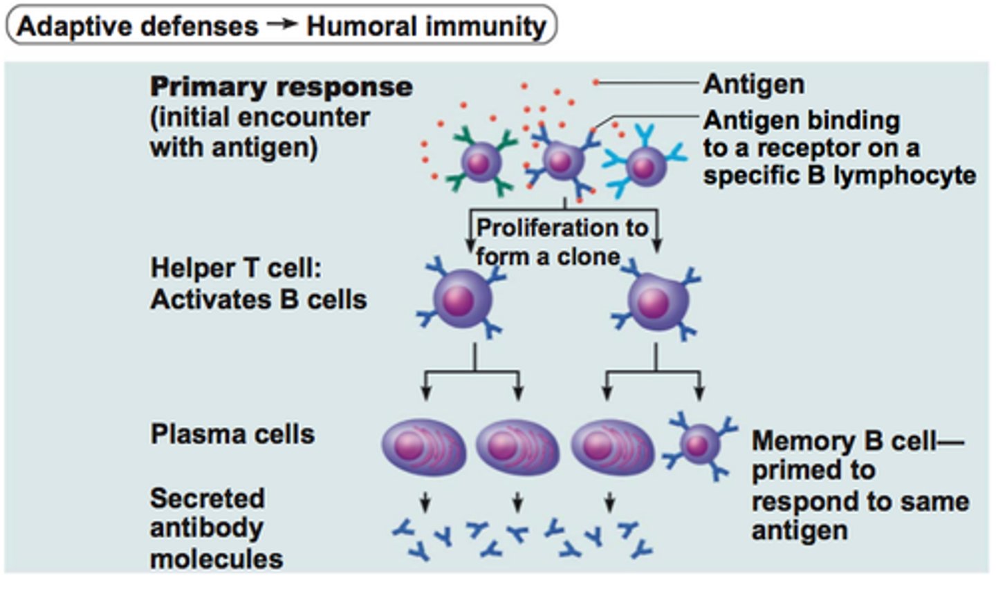 <p>-B Cells have receptors which are complementary to one antigen</p><p>-When the antigen attaches to the receptor, it triggers clonal selection</p><p>-which is the selection of the appropriate B cells</p><p>-which is stimulated by T helper cells</p><p>-And then Clonal Expansion undergoes</p><p>-In which the selected cell divides by mitosis and differentiate to form Plasma Cells</p><p>-Which then secrete antibodies which have complementary receptors to antibodies</p><p>-And then memory cells are produced.</p>
