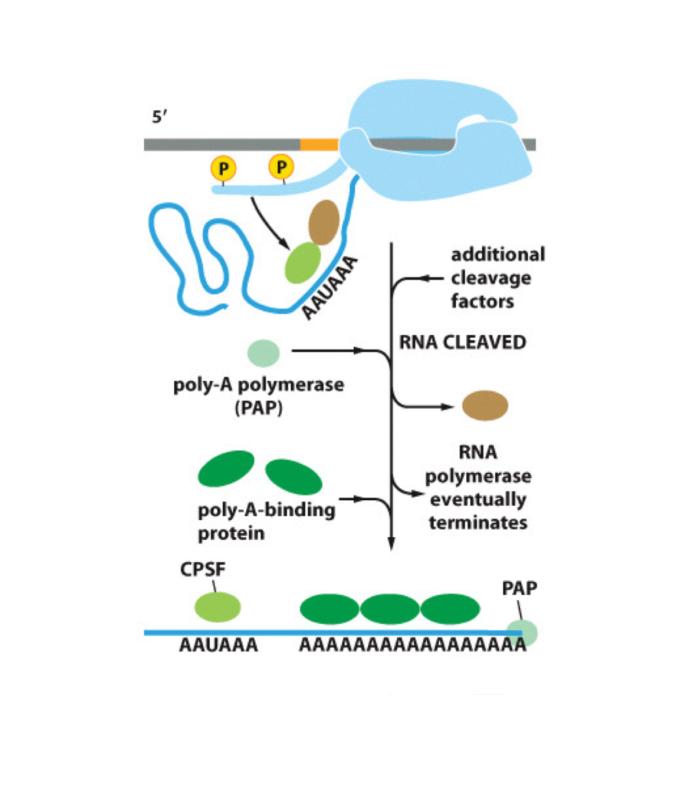 <p>AAUAAA (on RNA) or TTATTT (on DNA template)</p>