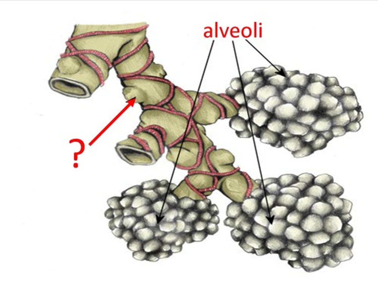 <p>multiple branches of smaller tubes that take air into all parts of lungs</p>