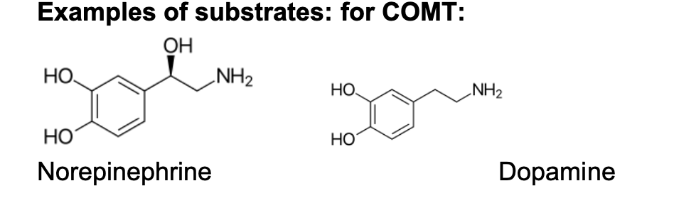 <p>3. COMT (catechol-O-methyl transferase):</p><p>The enzyme is localized mostly at the adrenergic nerve endings, and to much less extend in the liver cells cytosol.</p><p>Function: converts catechol into 3-methoxy derivative as a deactivation mechanism of catechol-amines</p>