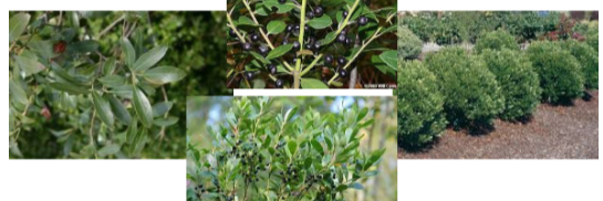 <p>-black berries tight against branch -leaves not spiky (at least not much) -bigger leaves (size of finger)</p>