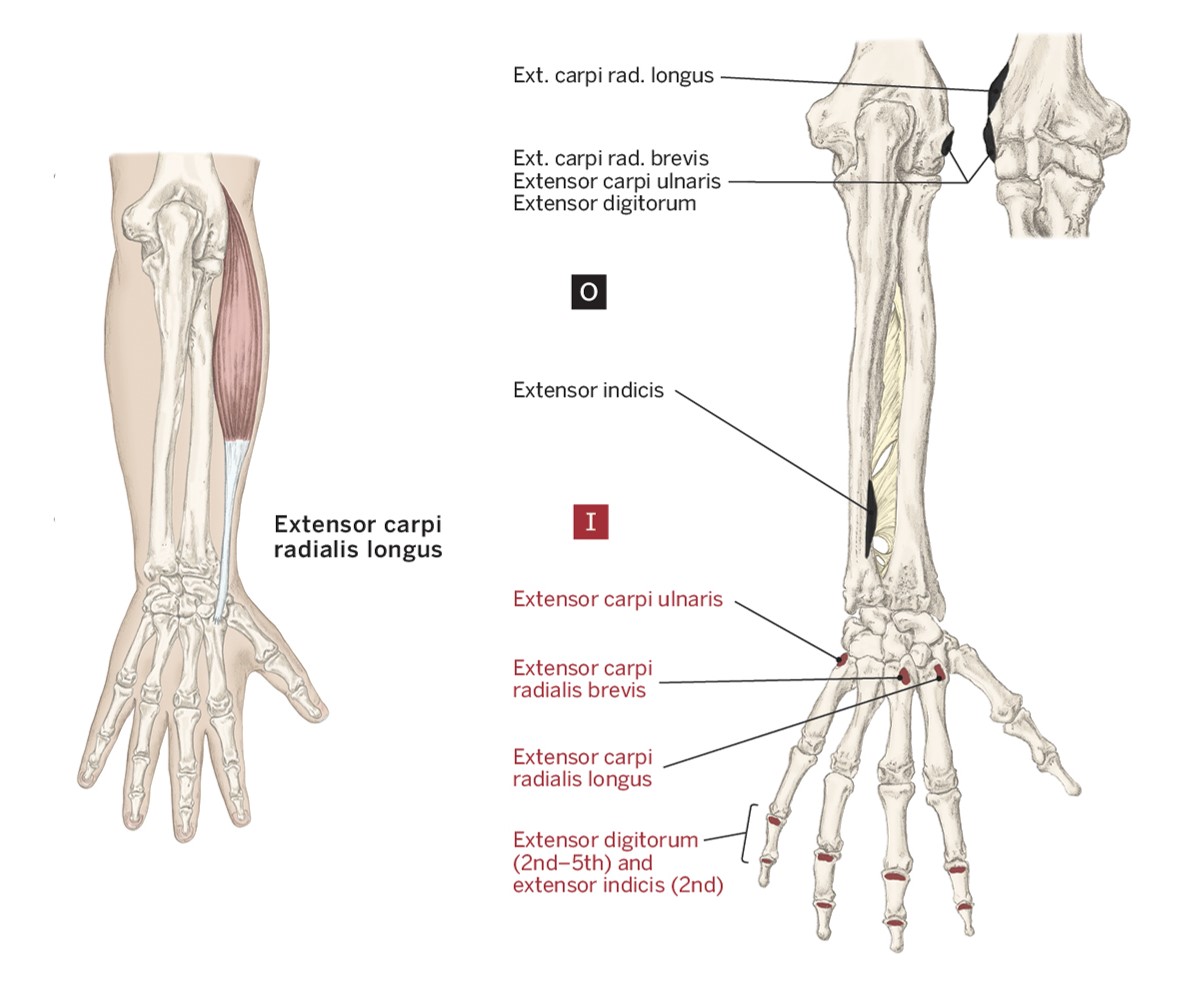 <p>O- Lateral Epicondyle of the humerus</p><p>I- (Posterior) Base of the 2nd &amp; 3rd metacarpals</p><p>A- Wrist extension &amp; Radial deviation</p>