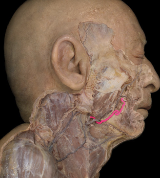 <p>supplies blood to face</p>