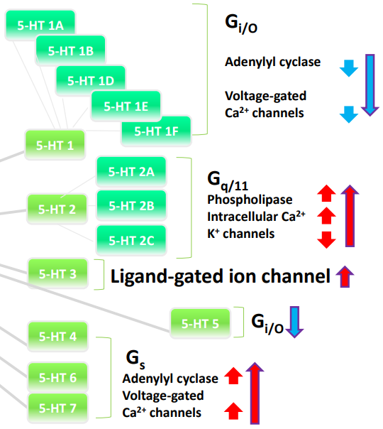 <ul><li><p class=""><strong>5-HT1 &amp; 5-HT5 receptors</strong>: Coupled to <strong>Gi/o proteins</strong>, leading to <strong>inhibition</strong> and a <strong>decrease in excitation</strong>.</p></li><li><p class=""><strong>5-HT2 family receptors</strong>: Coupled to <strong>Gq proteins</strong>, leading to <strong>excitation</strong>.</p></li><li><p class=""><strong>5-HT3 receptors</strong>: <strong>Ligand-gated ion channels</strong>, leading to <strong>depolarization</strong>.</p></li><li><p class=""><strong>5-HT4, 6, 7 receptors</strong>: Coupled to <strong>Gs proteins</strong>, leading to <strong>excitation</strong>.</p></li></ul><p></p>
