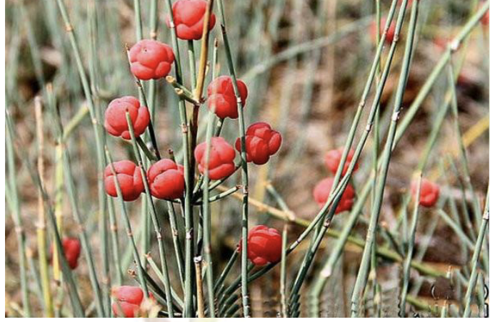 <p><span style="background-color: transparent;"><span>Looks like grass or equisetum with cones!</span></span></p>
