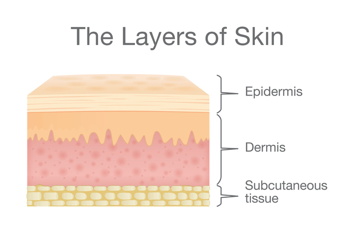 <p><strong>Epidermis</strong></p>