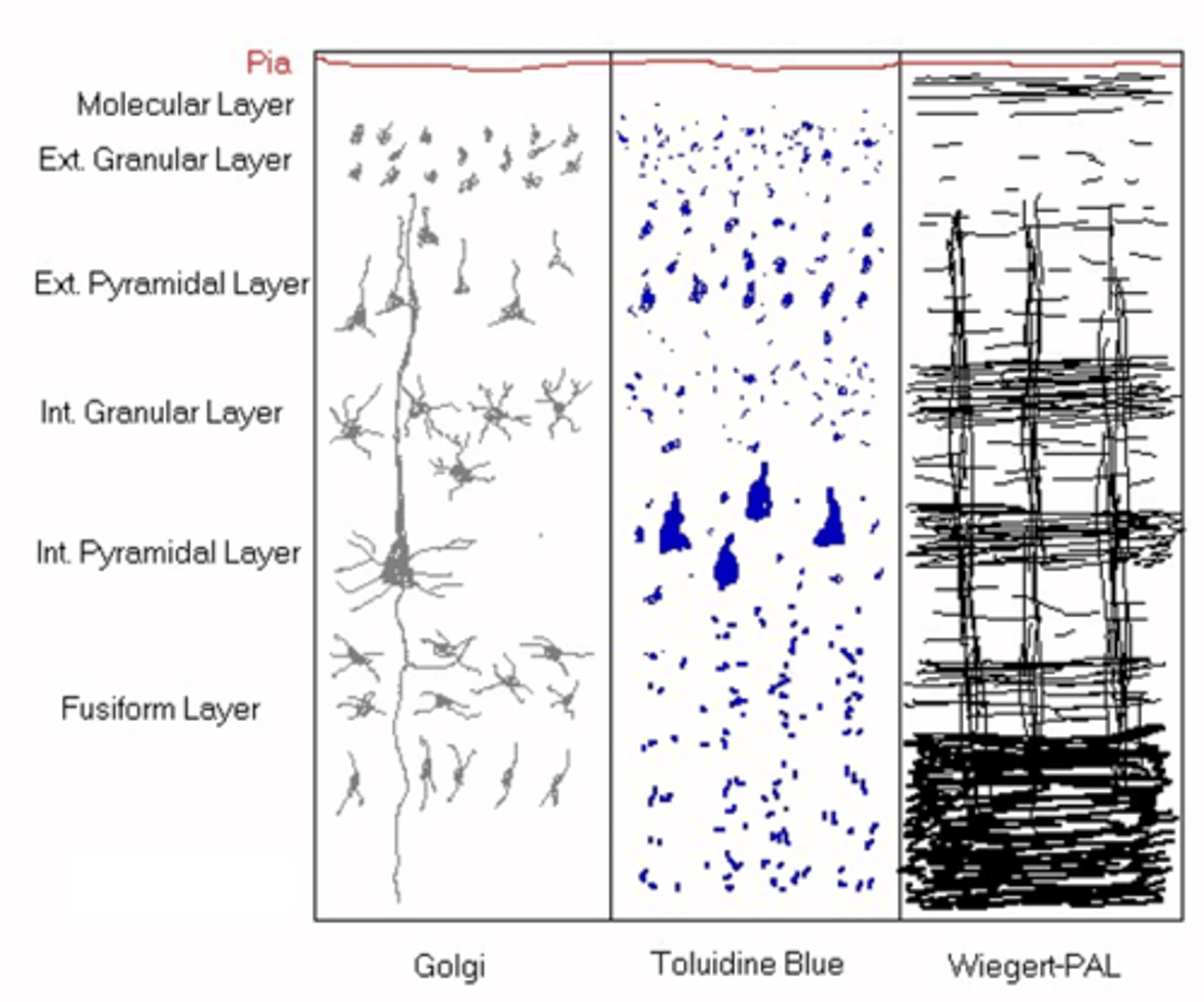 <p>What do you get in the internal granular layer?</p>