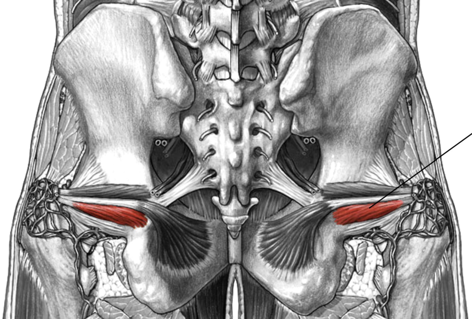 <p>Which muscle of the femur is:</p><ul><li><p>Inferior to obturator internus, superior to quadratus femoris</p></li><li><p>Action: lateral rot hip</p></li><li><p>Nerve: sacral plexus</p></li></ul><p></p>