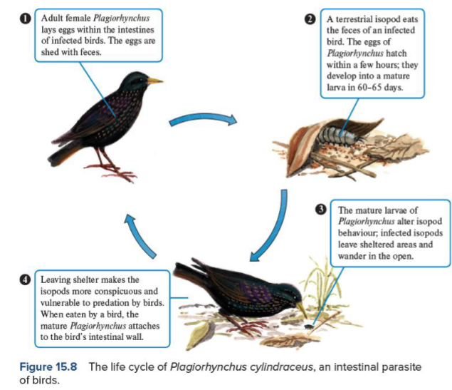 <p>European starling, isopods + thorny head worm (parasite)</p><ul><li><p>Isopod = Intermediate host (parasite grows here but does not reach maturity)</p></li><li><p>European starling = definite/ primary host (parasite reaches maturity)</p></li></ul><p></p>