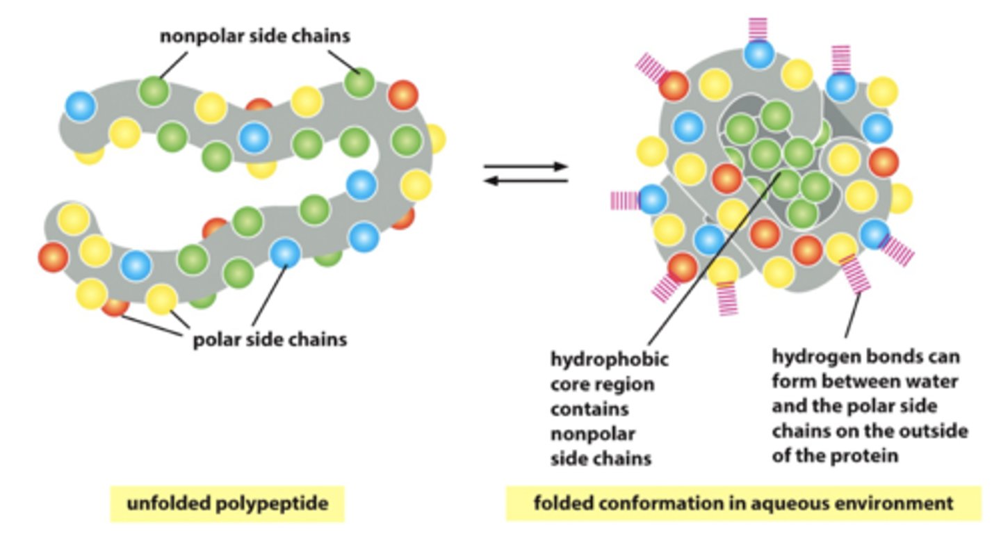 <p>the clustering of non-polar or hydrophobic side chains in the interior of the folded protein to avoid contact with aqueous cytosol</p>