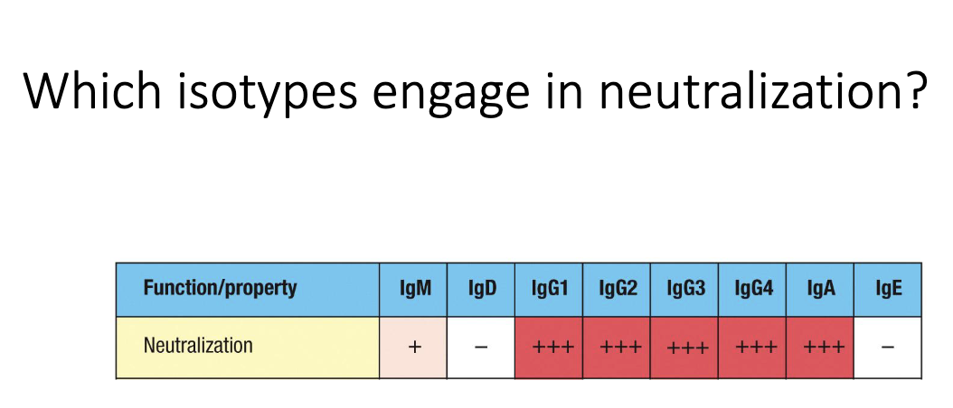 <ul><li><p class="isSelectedEnd"><strong><span>IgG</span></strong><span> (systemic) and </span><strong><span>IgA</span></strong><span> (mucosal) are strongest neutralizers.</span></p></li><li><p><strong><span>IgM</span></strong><span> provides weaker but still meaningful neutralization via high avidity.</span></p></li></ul><p></p>