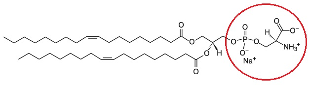 <ul><li><p>Fatty acid chains</p></li><li><p>Glycerol backbone</p></li><li><p>Phosphate</p></li><li><p>OCH<sub>2</sub>NH<sub>3</sub><sup>+</sup>COOH</p></li></ul><p></p>