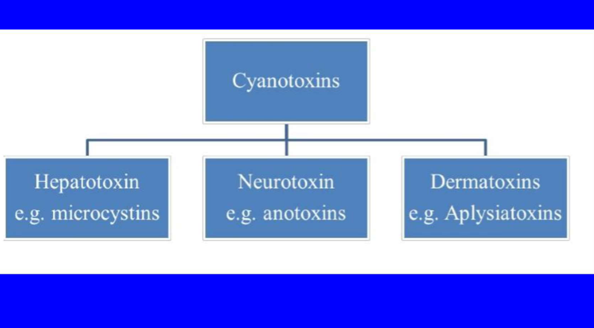 <p>Component of HABs (Dinoflagellates, diatoms and cyanobacteria)</p>