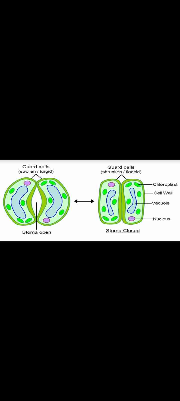 <p>These changes shape to open (becomes swollen or turgid) or close (becomes shrunken or flaccid) the stoma. </p>