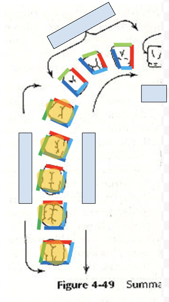 <p>surface between upper and lower teeth (yellow)</p>