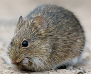 <p>fur is coarse and grizzled; large and robust; tail is thinly hair, scaly, shorter than head + body</p>