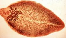 <p>which species is this?</p>
