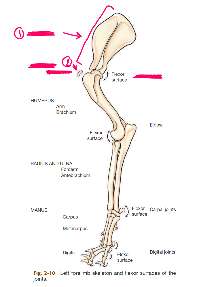 <p>label the bones of the thoracic girdle</p>