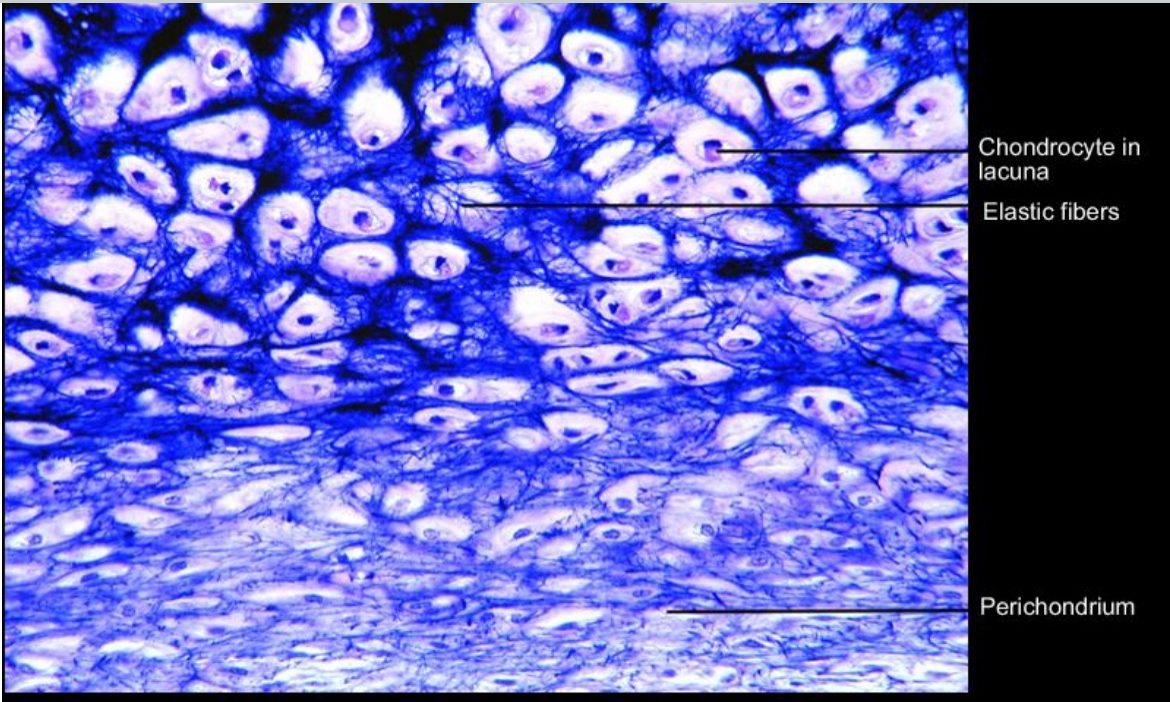<ul><li><p>Nucleus</p></li><li><p>Cytoplasm</p></li></ul><p></p>