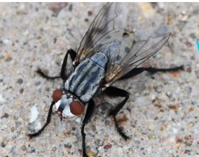 <ul><li><p>flesh flies </p></li><li><p>cutaneous myiasis </p></li><li><p>hosts: rabbits, dogs, cats, mink, fox, humans. </p></li><li><p>repro: VIVIPARIOUS </p></li><li><p>predilection site: larvae on wounds and genitals, pupate in soil </p></li></ul>