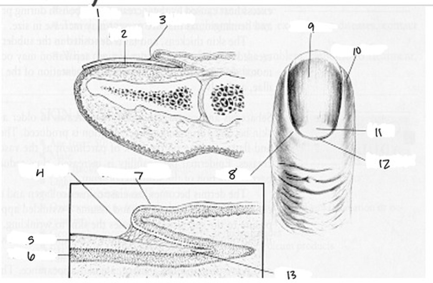 <p>8</p>