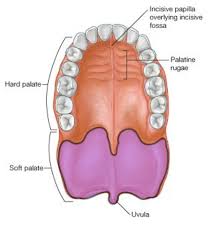 <p>soft palate</p>