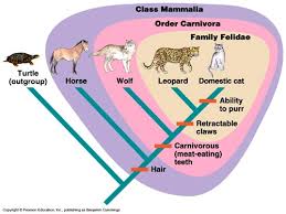 <p><u>Morphological</u>= structure of organisms + features (bones)&nbsp;</p><p><u>Molecular</u>= relating to molecules (DNA sequences)</p>
