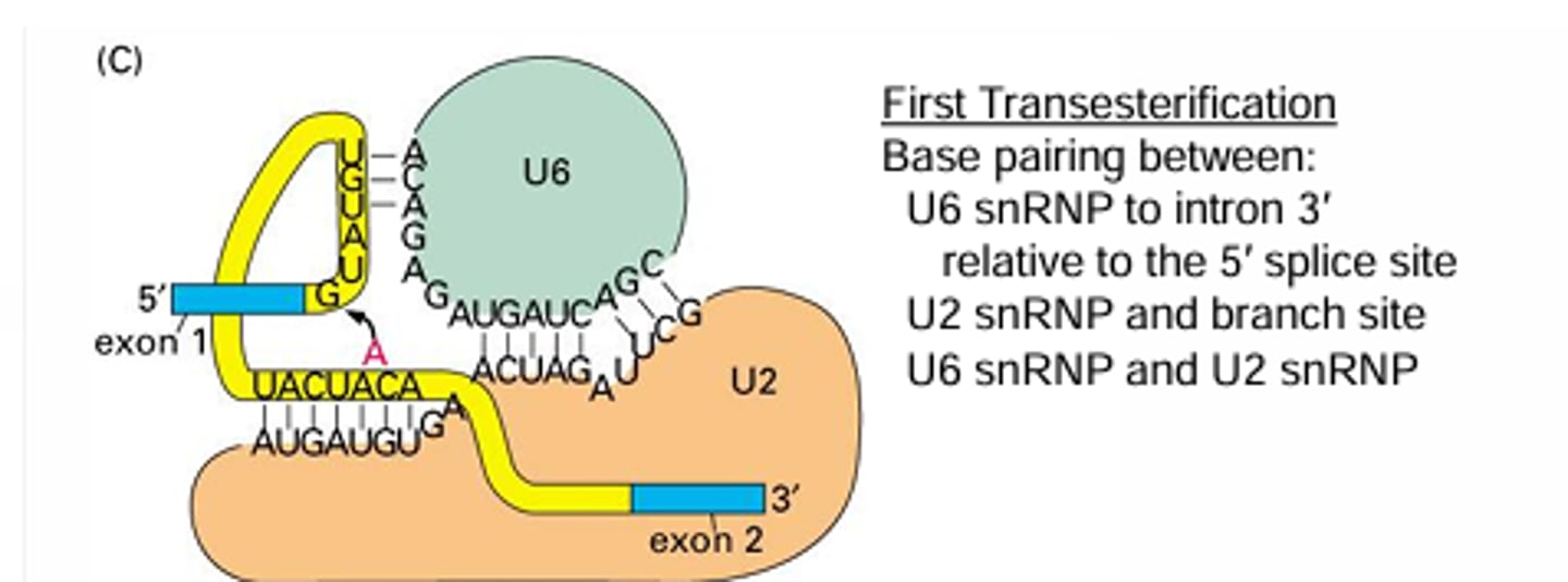 <p>U2 snRNA binds with the branch point BUT they base pair in such a way that the branch point A is pushed out and not paired with the snRNA. Then the U6 snRNA binds with the intron side of the 5' splice site and the U2 snRNA to hold the reaction sites close together (5' splice site close to the A branch point)</p>