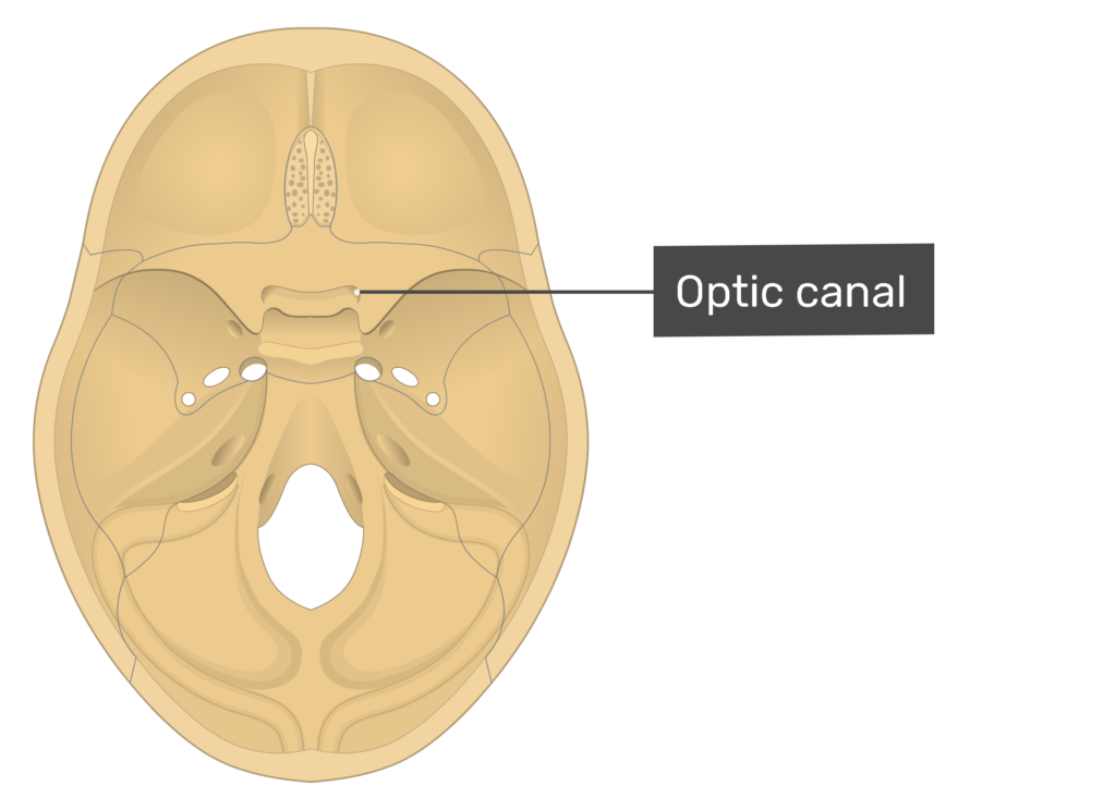 <p><span style="background-color: transparent;"><strong><span>Optic Foramen (Canal)</span></strong></span></p>