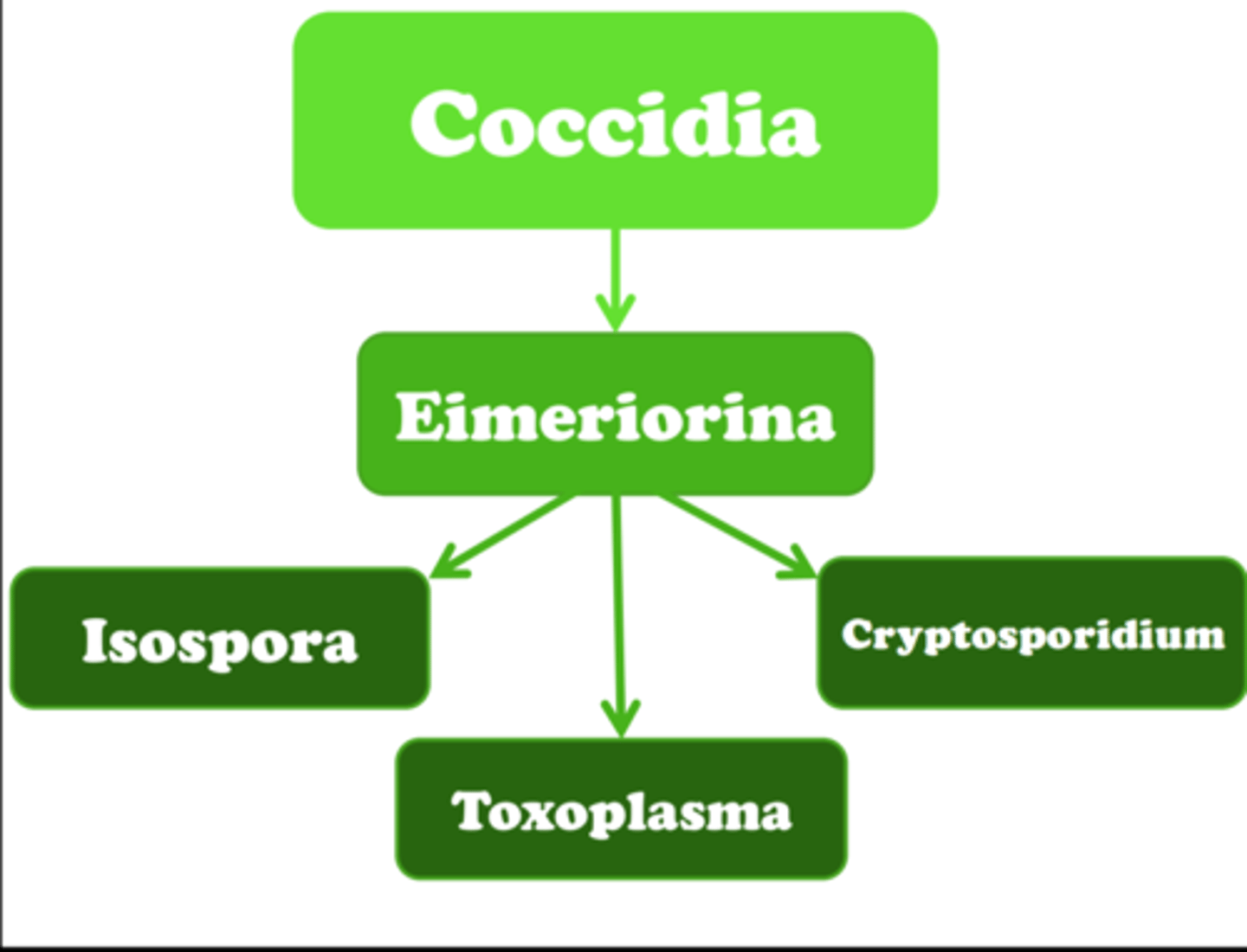 <p>eimeriorina is a suborder of the subclass coccidia. the most common coccidian parasites are members of eimeiorina: Isopora spp. Toxoplasma gondii. Cryptosporidium spp.</p>
