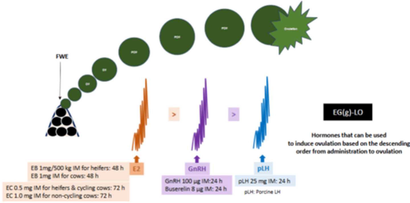 <p>E2 = beef production (consider residues in meat and milk)</p><p>i.e. EB-induced LH surge is quicker, larger, and last for shorter compared to EC-induced LH surge.</p><p>GnRH = dairy production</p>