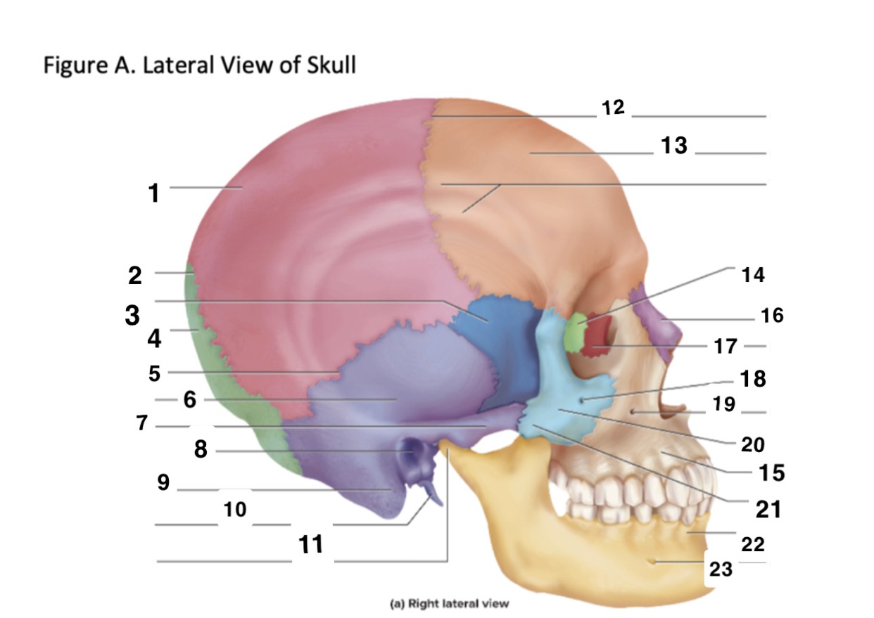 <p>6</p>