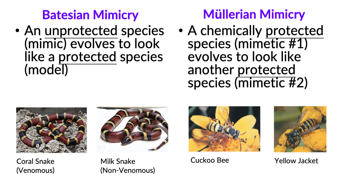EX: prey defenses - diverse animals have evolved warning signals, sometimes species mimic warning signals