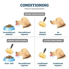 <ul><li><p><strong>Method:</strong></p><ul><li><p>Showing an unconditioned stimulus (e.g. food) and an unconditioned response (this is an innate response).</p></li><li><p>Then, show a neutral stimulus (e.g. bell) and get no response from the dog </p></li><li><p>Then place food and bell together, which creates an unconditioned response (this is the conditioning phase)</p></li><li><p>After conditioning, the conditioned stimulus (originally the neutral stimulus) creates a conditioned response. </p></li></ul></li><li><p><strong>Association</strong>:</p><ul><li><p>Food AND Bell == Dog salivates.</p></li><li><p>Food OR Bell == Dog salivates.</p></li></ul></li><li><p><strong>Types of Responses</strong>:</p><ul><li><p><u>Unconditioned/Unlearned Responses:</u> Reflexes.</p></li><li><p><u>Conditioned/Learned Responses</u>: Elicited in the presence of conditioned stimuli (after an association has been made).</p></li></ul></li></ul><p></p>