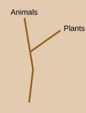 <p>Carlous Linnaeus</p>