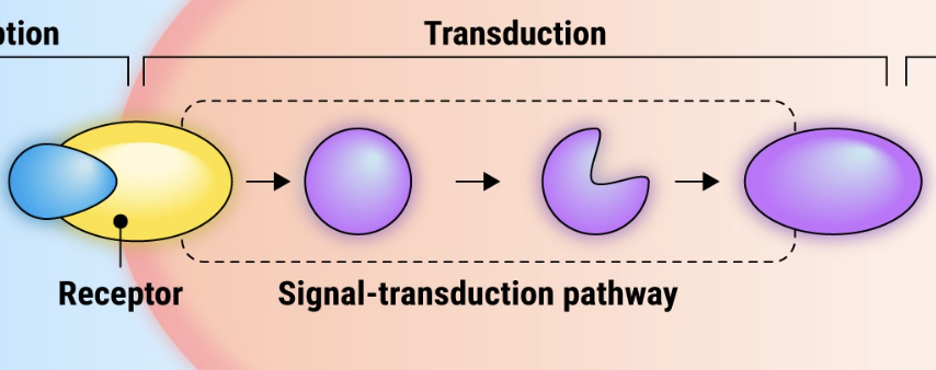 <p>Information of the signal transfers across the plasma membrane into the cell.</p><ul><li><p>Signaling pathway or cascade</p></li></ul><p></p>