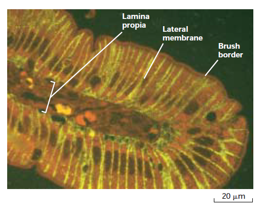 <p>fluorescence micrograph of an intestinal wall</p>