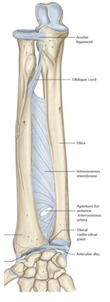 <p>Forearm complex structure</p>