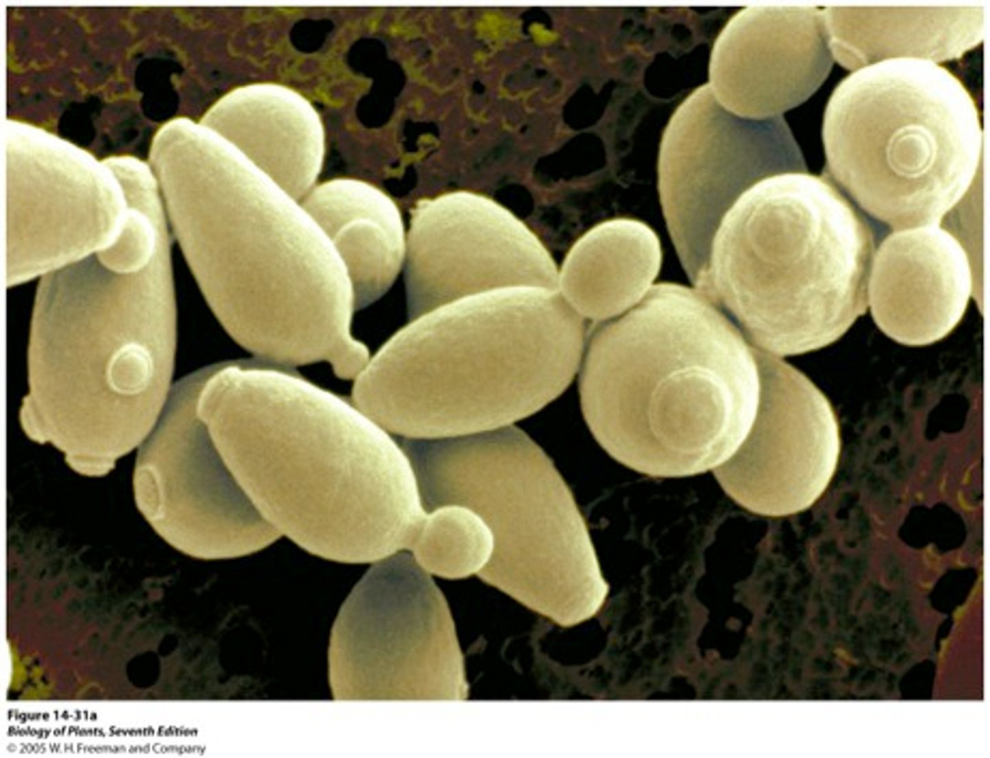 <p>a Eukaryotic cell with a cell wall but no chloroplasts</p>