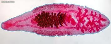 <p>phylum platyhelminthes: class? </p>