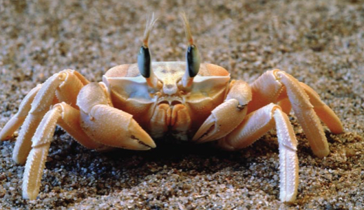 <p>Where do Crustaceans usually live?</p>