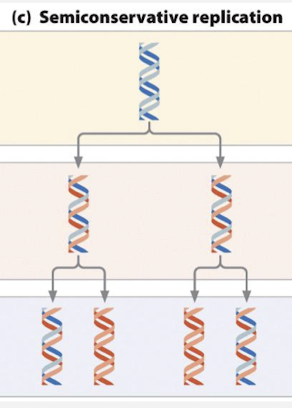 <p>each daughter duplex contains one parental and one daughter strand</p>