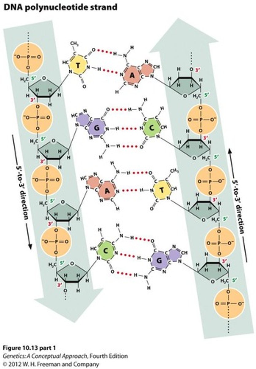 <p>Purines pair with pyrimidines: Adenine (A) pairs with Thymine (T), and Guanine (G) pairs with Cytosine (C).</p>