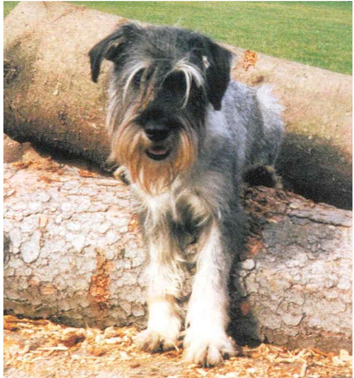 Miniature Schnauzer: Myotonia congenita