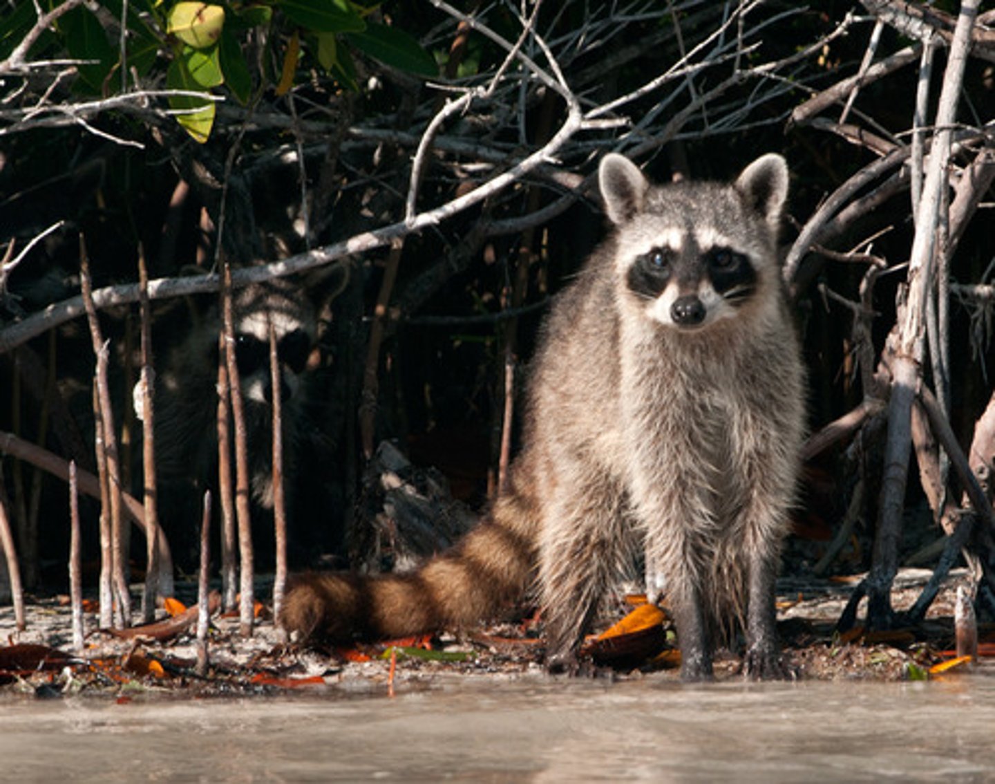 <p>an animal that eats both plants and animals</p>