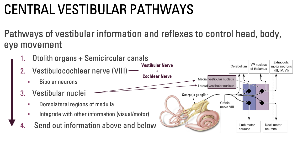 <p>Pathways of vestibular information and reflexes to control head, body, eye movement</p><p>1) <strong>Otolith organs</strong> (Acceleration, tilt) + <strong>Semicircular canals </strong>(Rotation)</p><p>2) <strong>Vestibulocochlear nerve</strong> (VIII)</p><ul><li><p>Bipolar neurons</p><ul><li><p>Merges with auditory information</p></li></ul></li></ul><p>3) Vestibular nuclei</p><ul><li><p>Dorsolateral regions of medulla</p></li><li><p>Integrate with other information (visual/motor)</p></li></ul><p>4) Send out information above and below</p><img src="https://knowt-user-attachments.s3.amazonaws.com/6f35b0cb-538f-4dd3-836d-65df9edc9511.png" data-width="50%" data-align="center"><p></p>